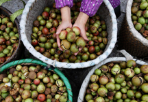 乡村振兴进行时丨聂家桥乡先锋村：科技赋能老树发新枝 党建引领蹚出“绿富”路