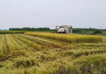 乡村振兴走基层丨汉寿县：党建铸核强根基 乡村蝶变展新颜
